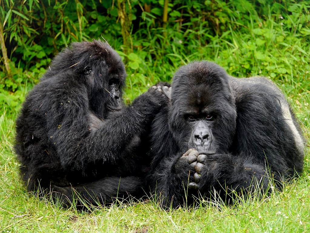 Mountain gorilla silverback